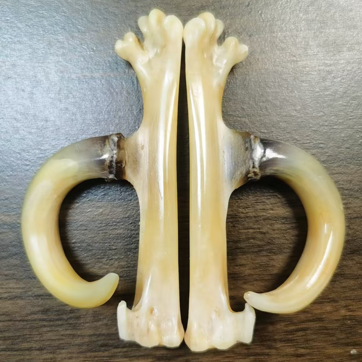 粗骨粗登大弯钩文玩鸡爪骨手把件