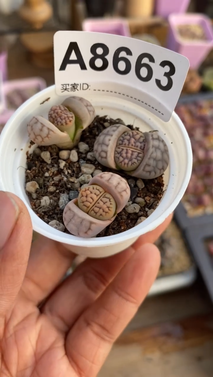 【闪购商品】8663直播一物一拍