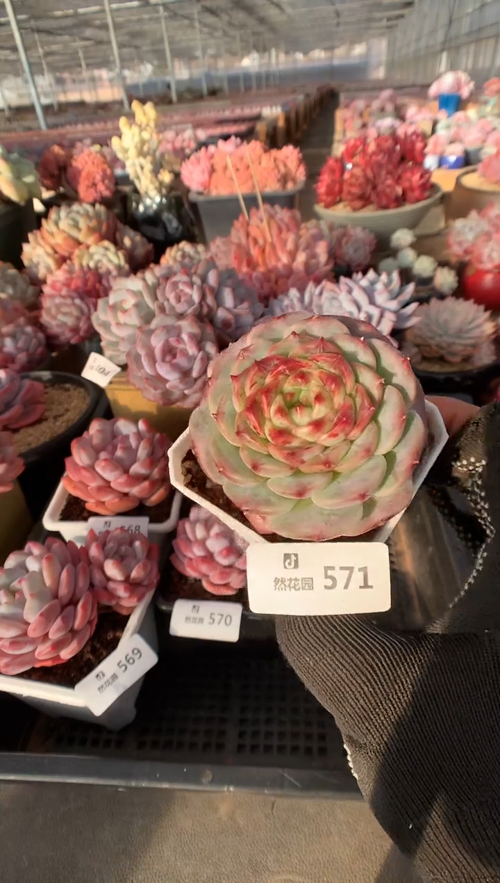 571天鹅绒多肉植物一物一拍