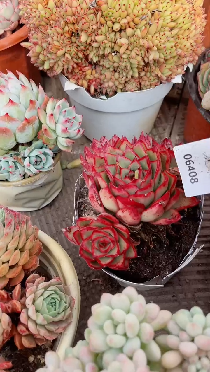 【闪购商品】06408