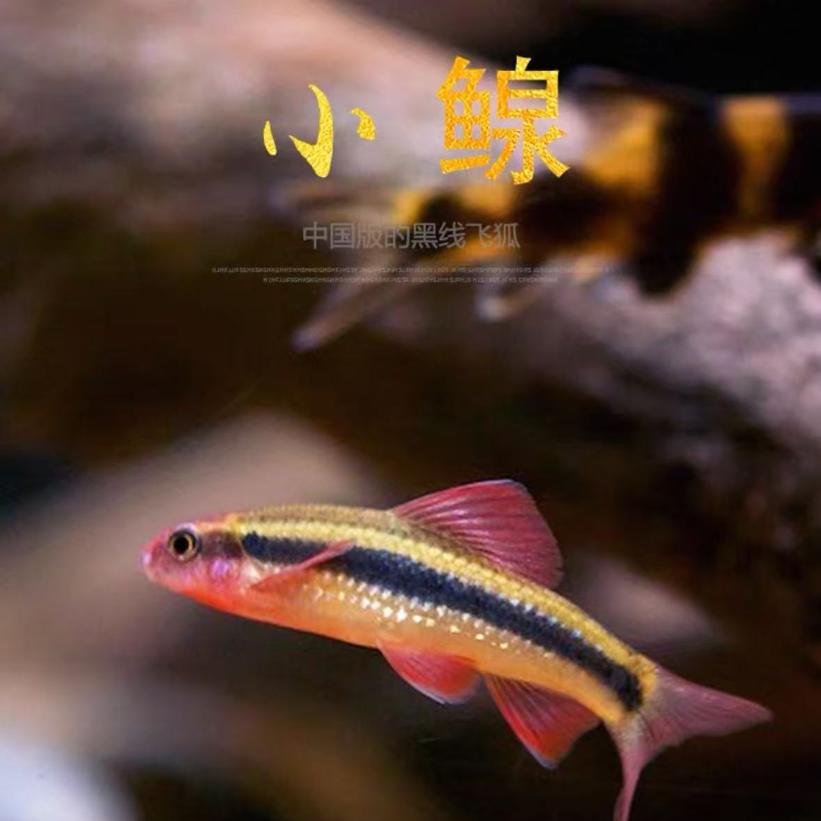 小鳈鱼荷花鱼冷水原生观赏鱼爱群游除藻工具鱼