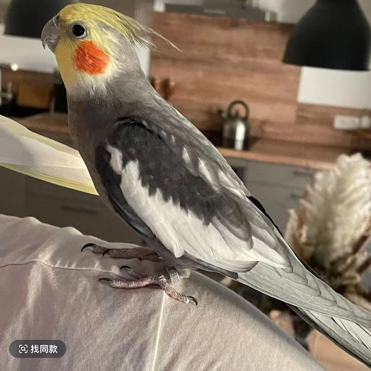 玄风鹦鹉学说话宠物观赏