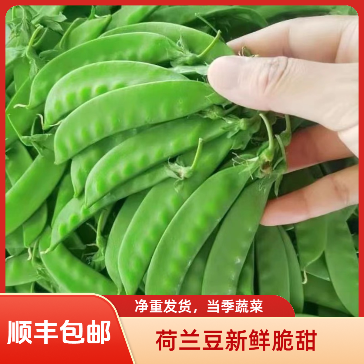 【顺丰包邮 商超精品】1-3-5斤豆云南新鲜现摘豌豆荚甜脆当季