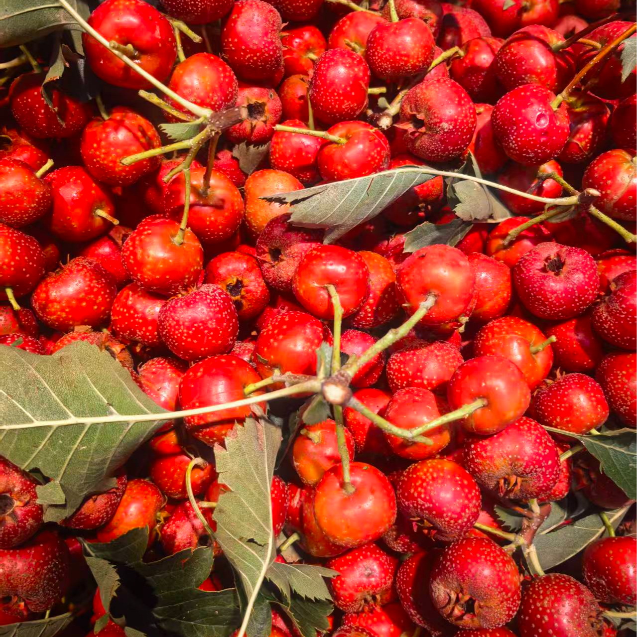 山楂1斤（水果）