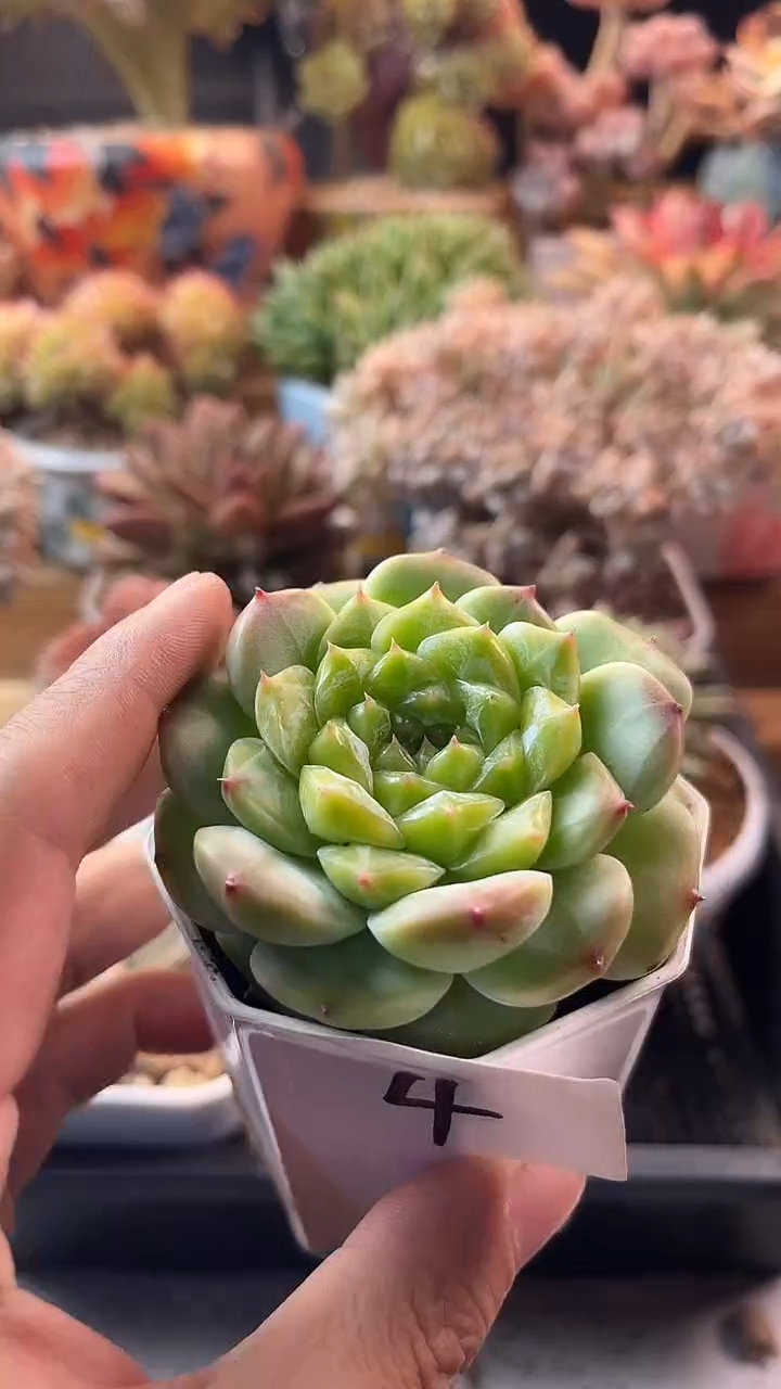 8.28-4冰魄11111111111