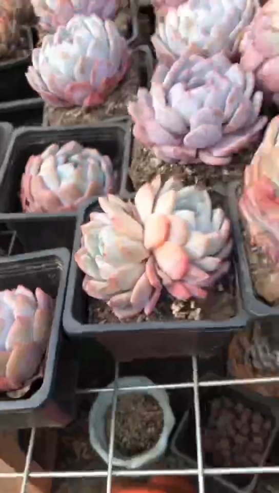 【闪购商品】橙梦露单头2颗1颗双头