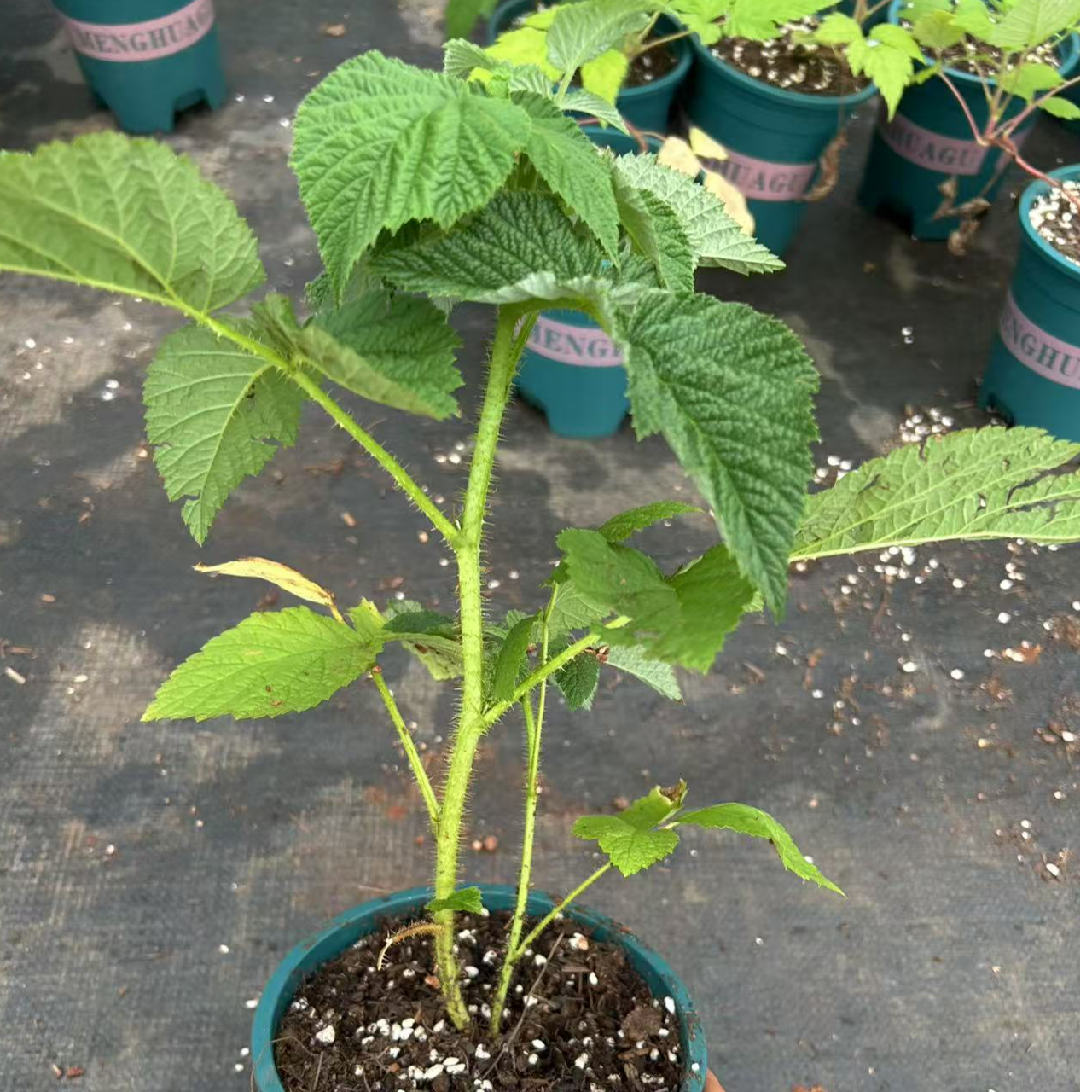黄树莓果苗双季橙色奇迹树莓苗甜蜜盆栽覆盆子当年结果树耐寒地栽