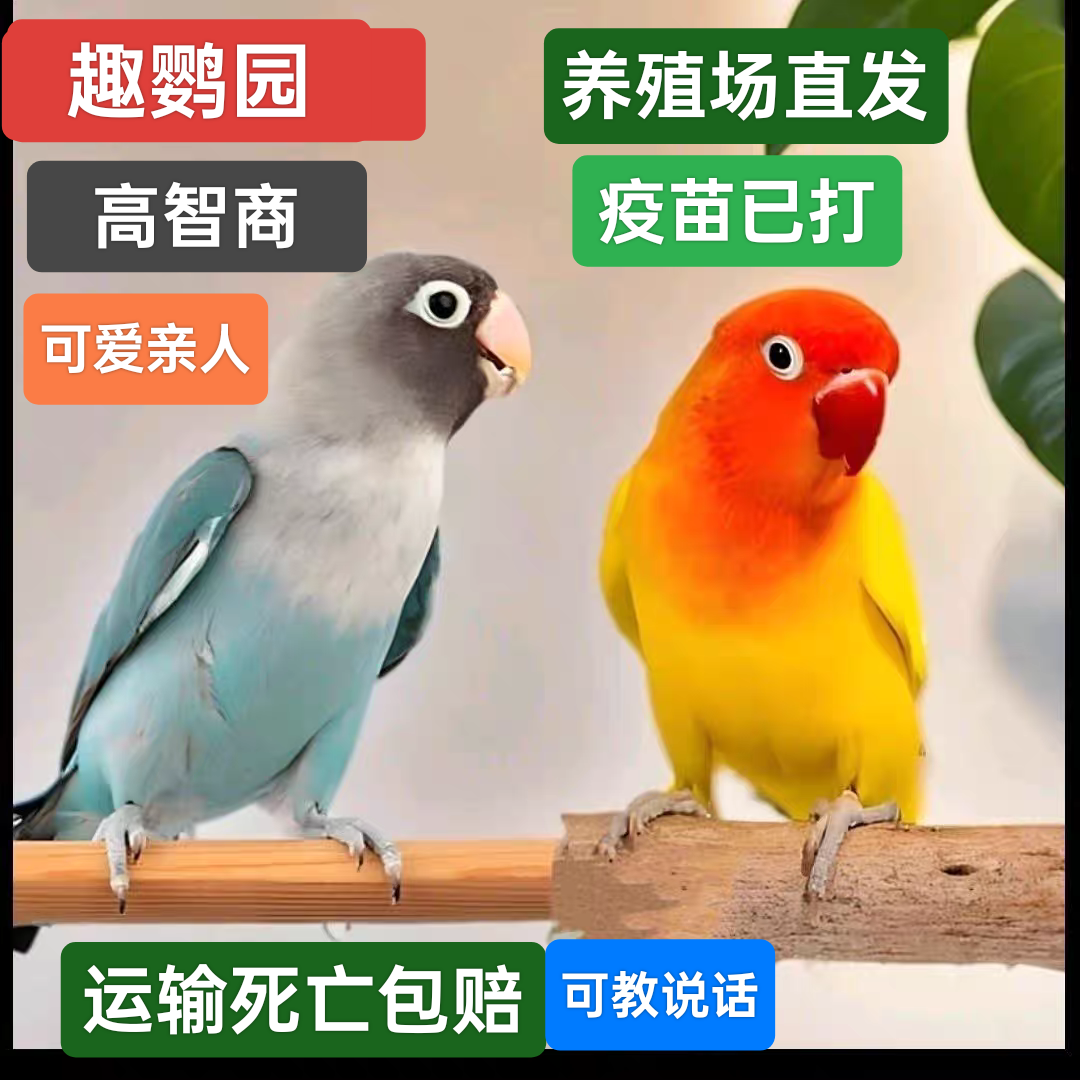 牡丹鹦鹉活体好上手亲人粘人可学说话的技能宠物鸟