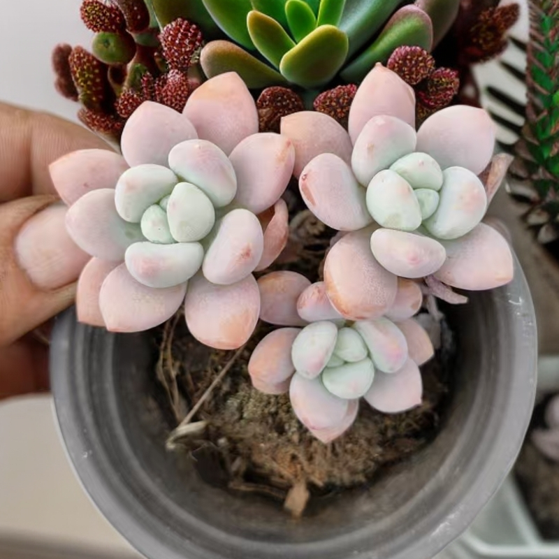 120杯红洛神/累计拍满9.99包邮/ 吹吹多肉 多肉植物空气净化