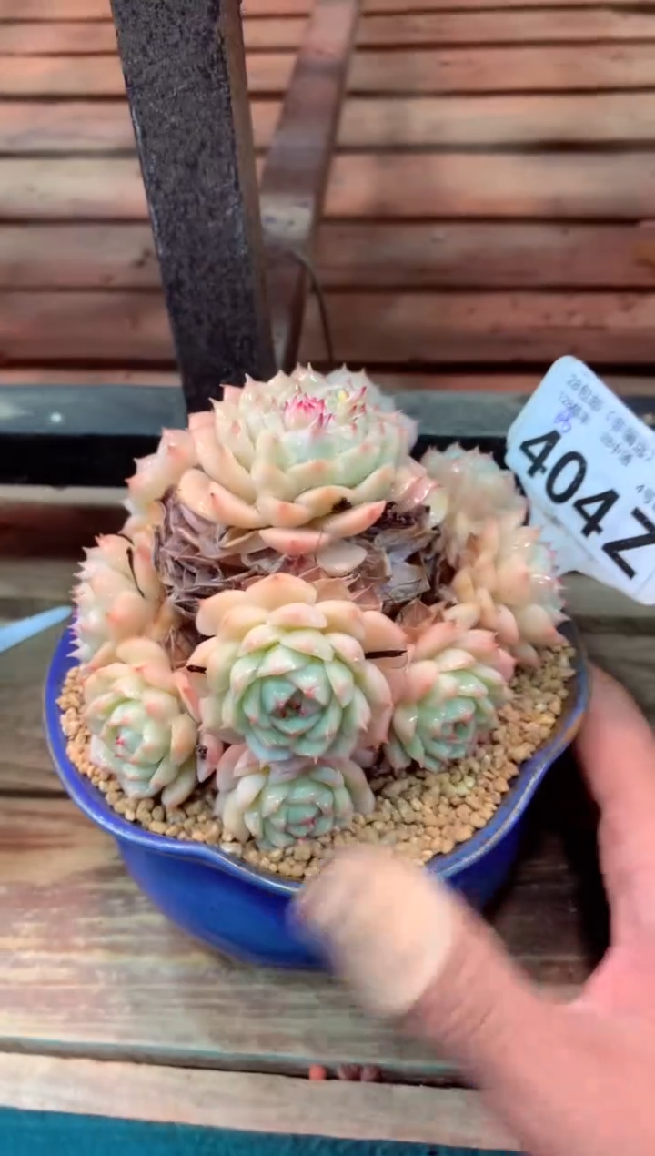 404Z（一物一拍，精品多肉，w所见即所得 ）