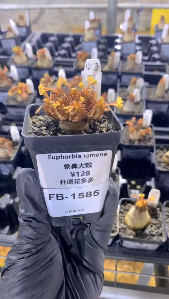 【闪购商品】象鼻大戟FB-1585