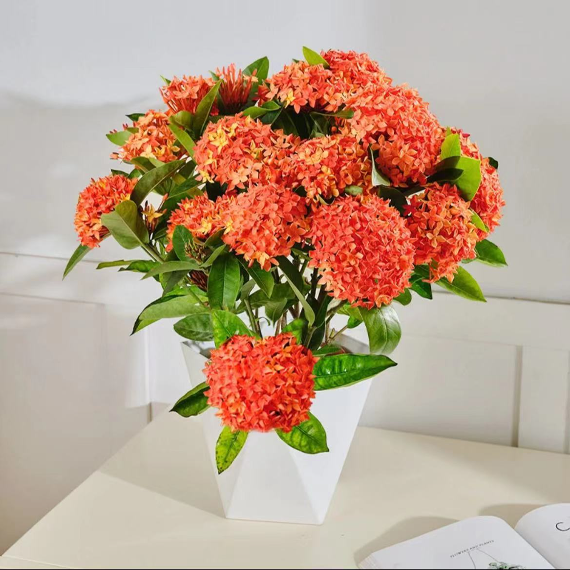 龙船花盆栽带花苞庭院阳台耐热植物懒人好养花卉绣球花鲜花苗绿植