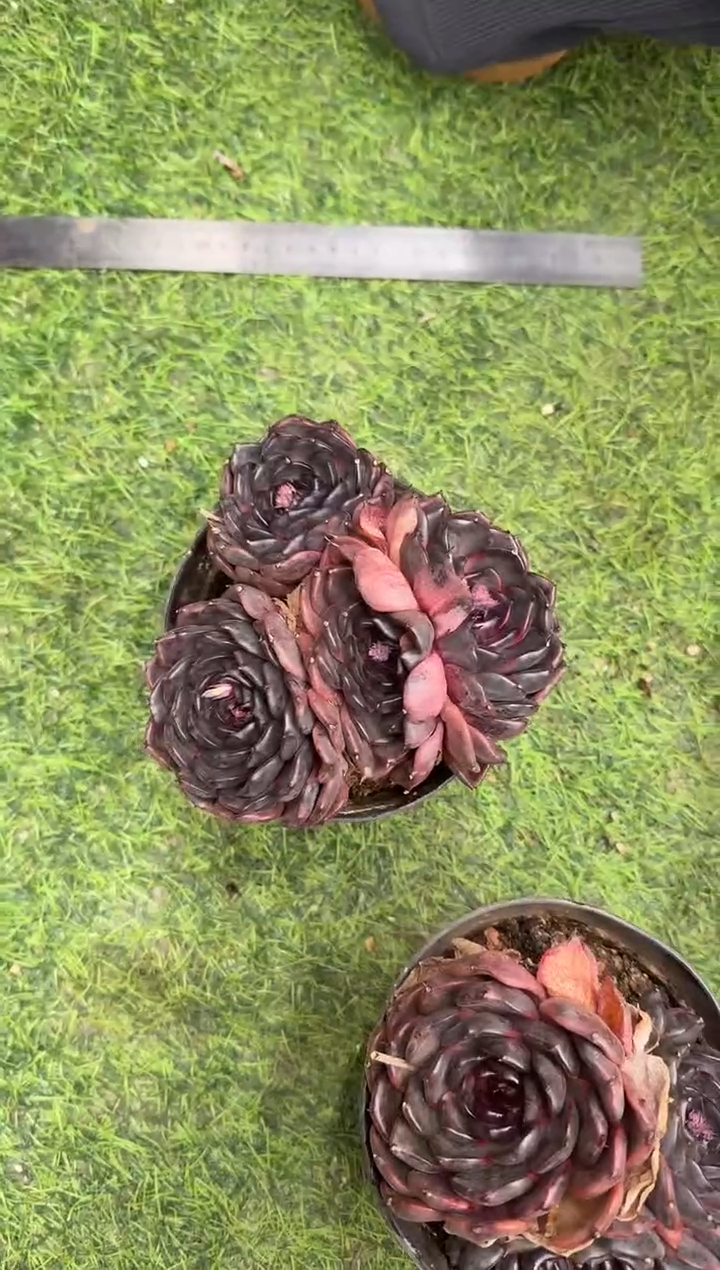 120#4头黑天鹅（16cm）脱土