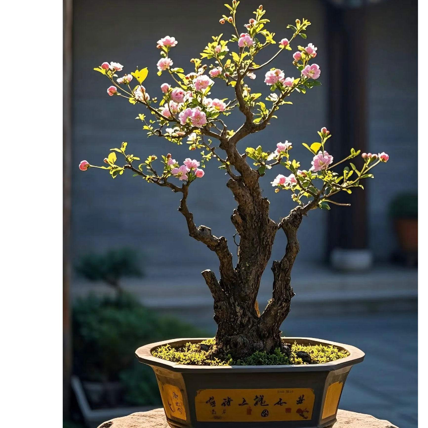 海棠盆景精品老桩