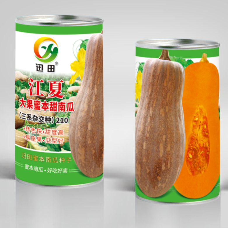 210*江夏大果蜜本甜南瓜（50g）