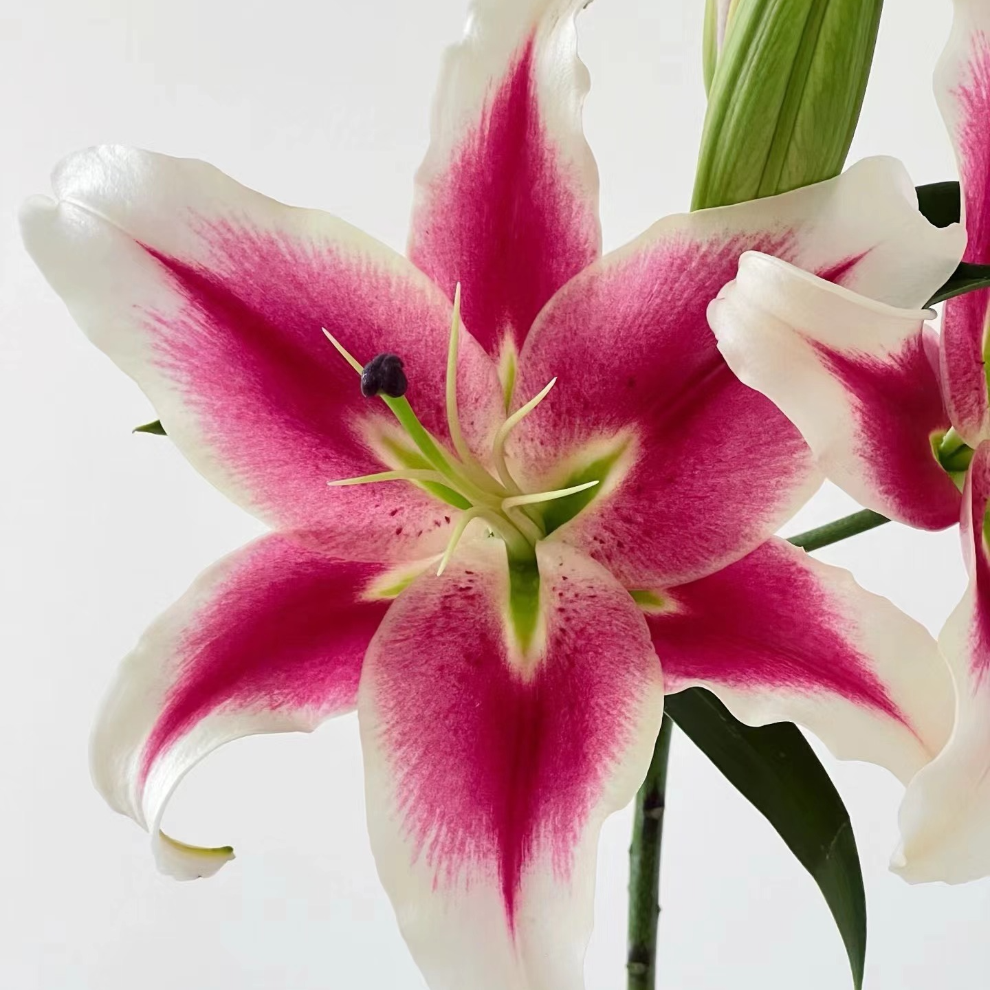 【大聪明卖花】糖果俱乐部香水百合 任意两单花材顺丰冷链或德邦