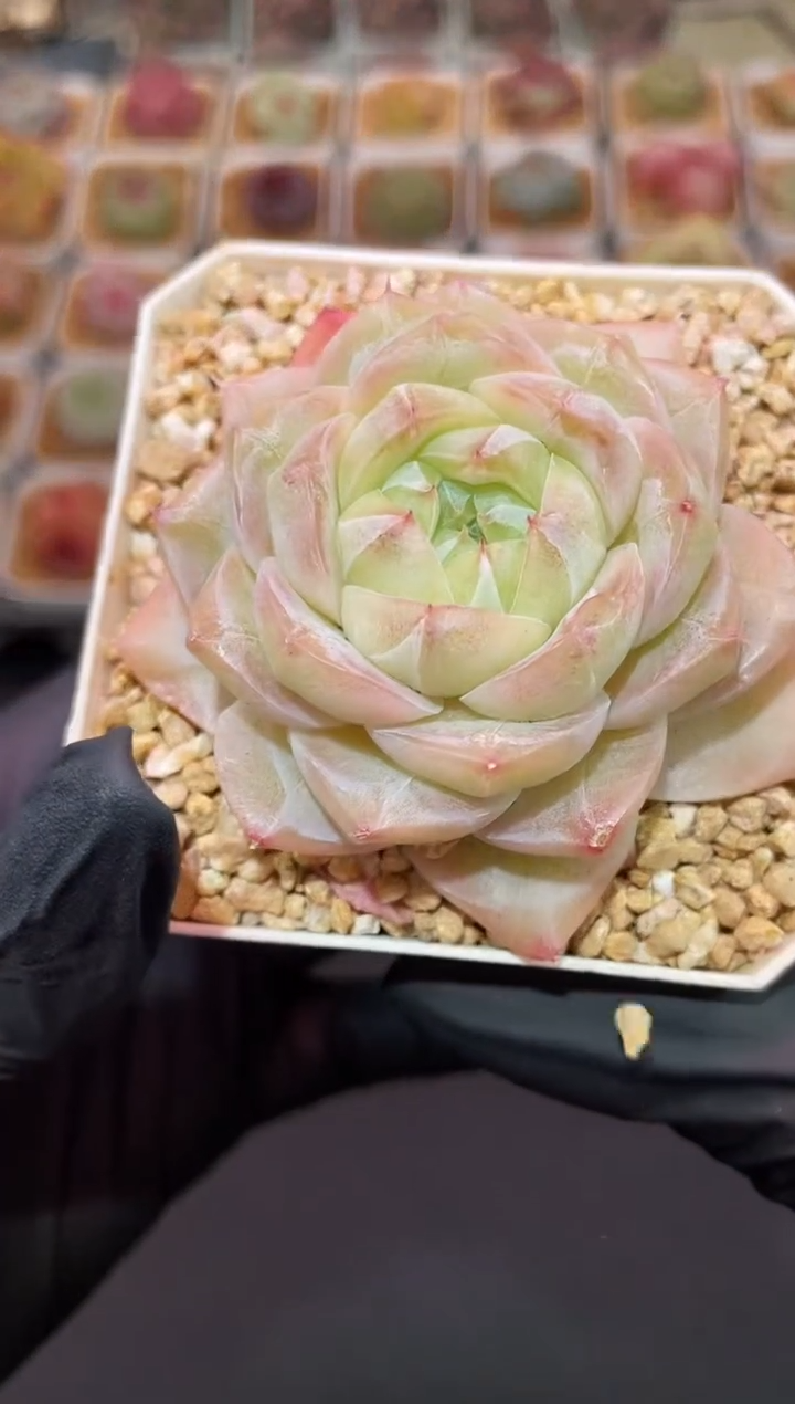 闪购3234 皇家之心多肉一颗  4.5-5厘米