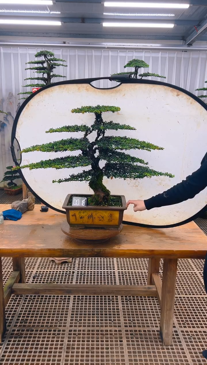 无花朵精品盆景直播间一物一拍