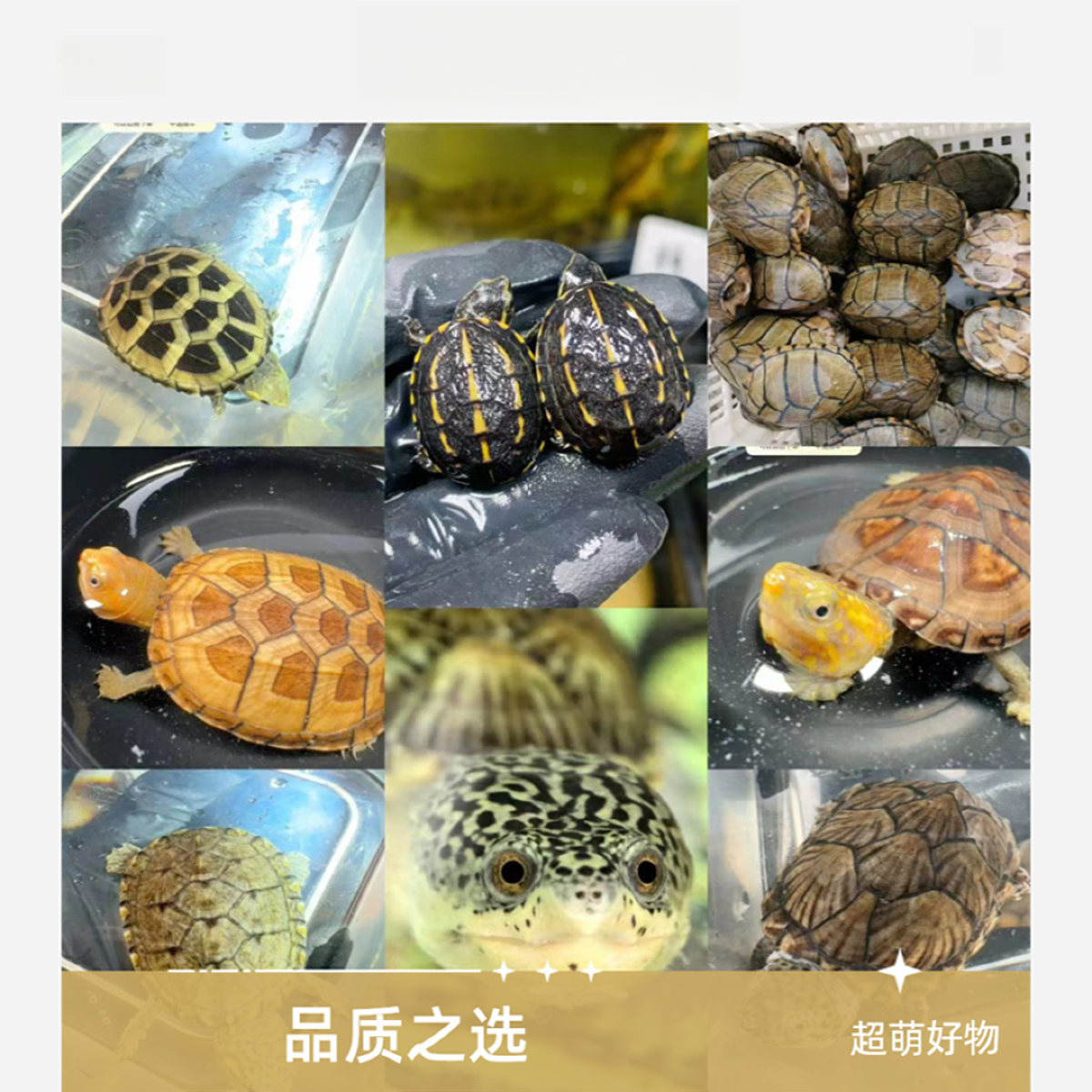 超萌好物  果核萨尔文窄桥巨头头盔西非沼泽圆奥棱背侧颈龟