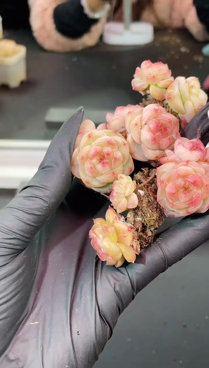 闪购1651  小甜甜多肉一颗   