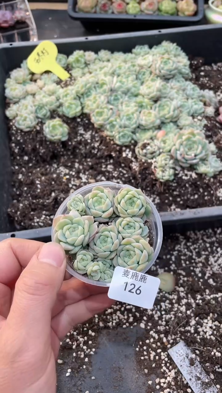 126无尽灯       量拍