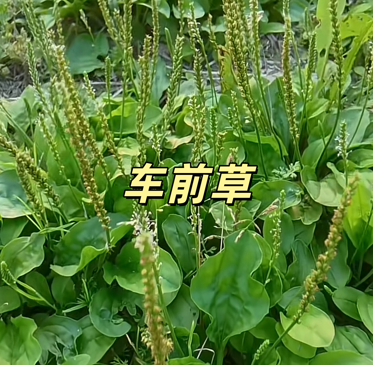 车前草湖南高山野生自然生长自己采摘无加工晒干煲汤用