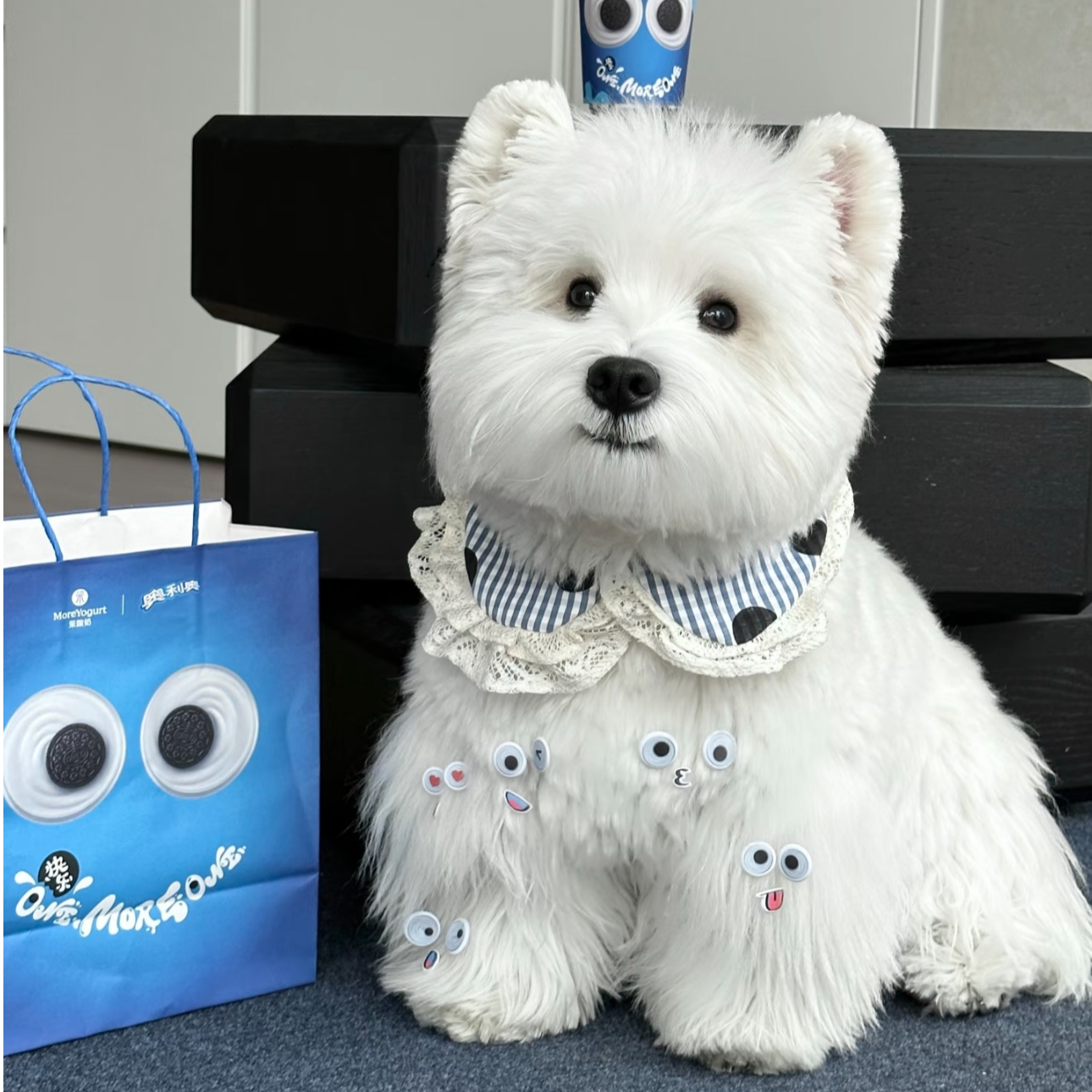 【小何专属】西高地幼犬软毛刚毛爆毛宠物狗活体西高地白梗狗小型犬