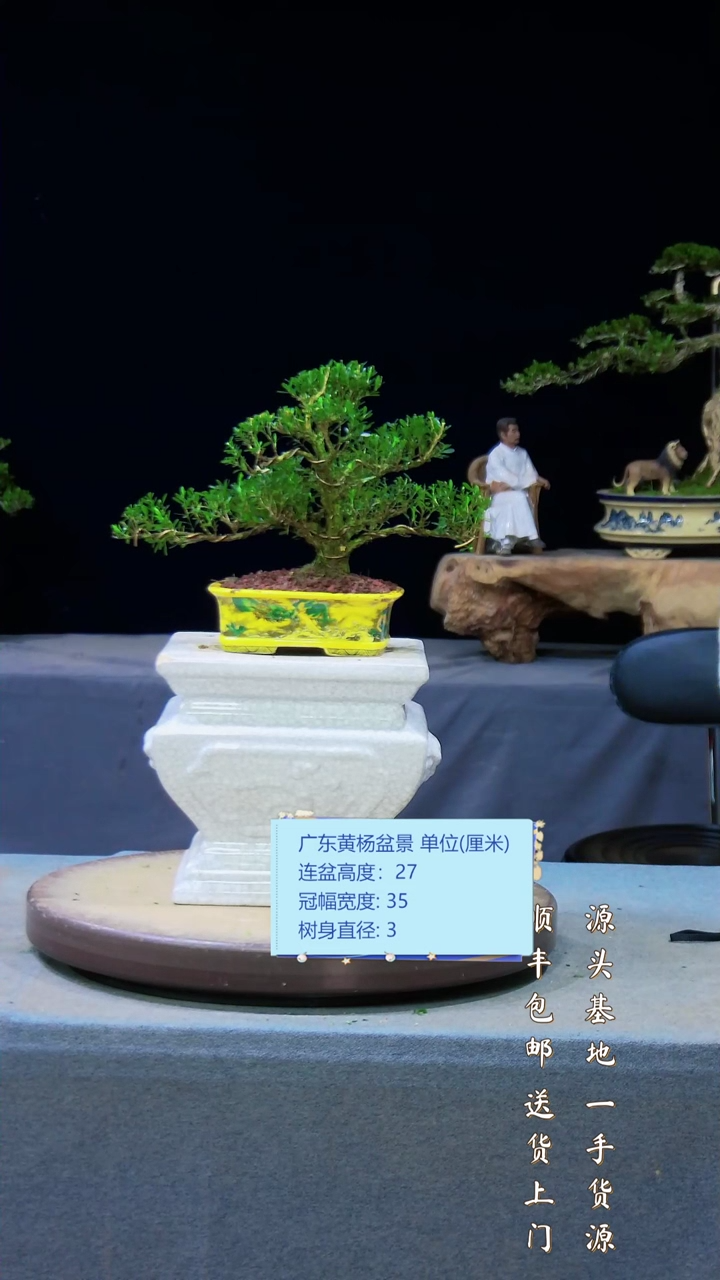 【闪购商品】黄杨盆景艺黄杨盆景艺