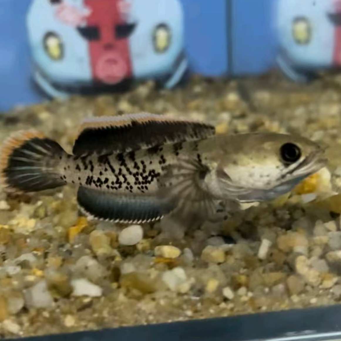 雷龙鬼王雷龙黄金眼镜蛇雷龙奶茶