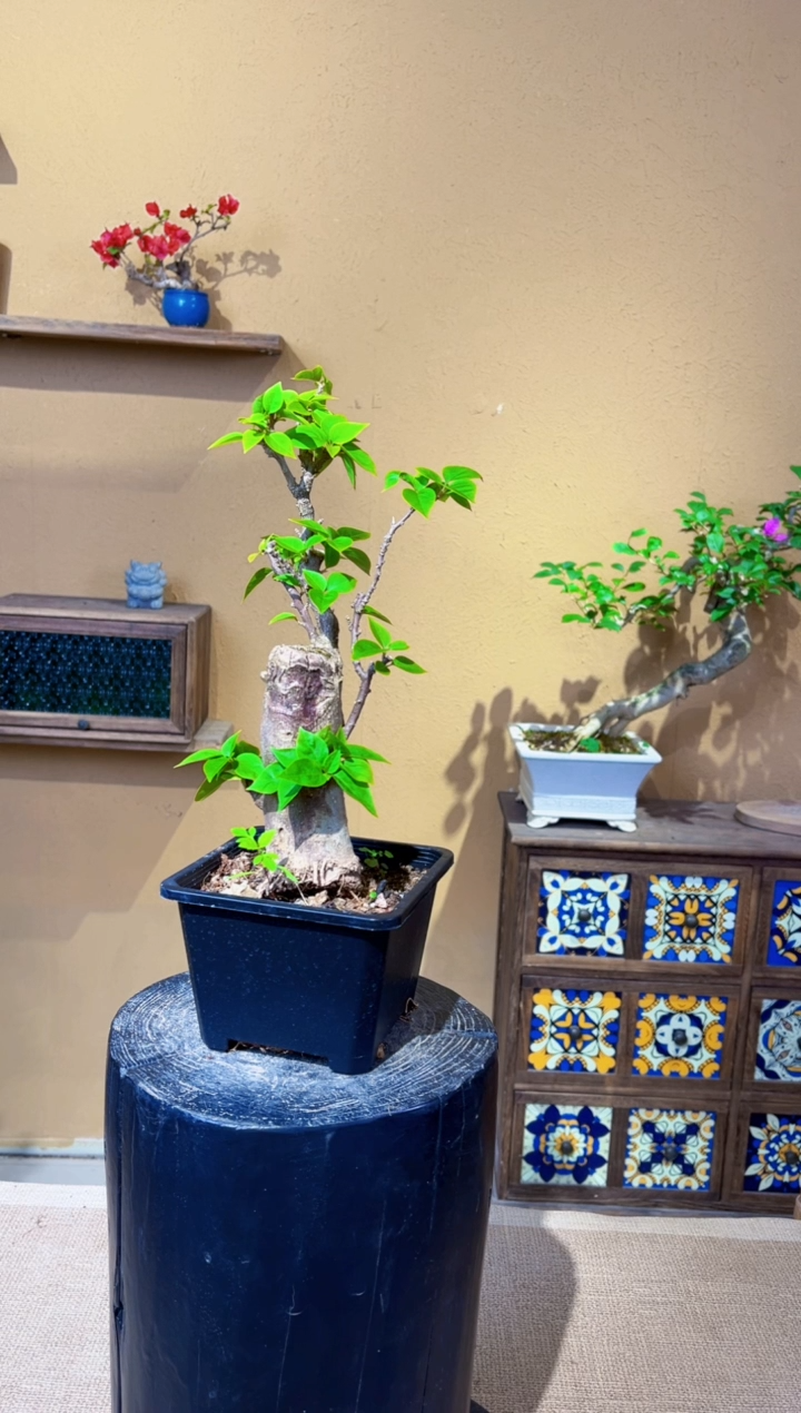 无花朵左****线小桃红三角梅