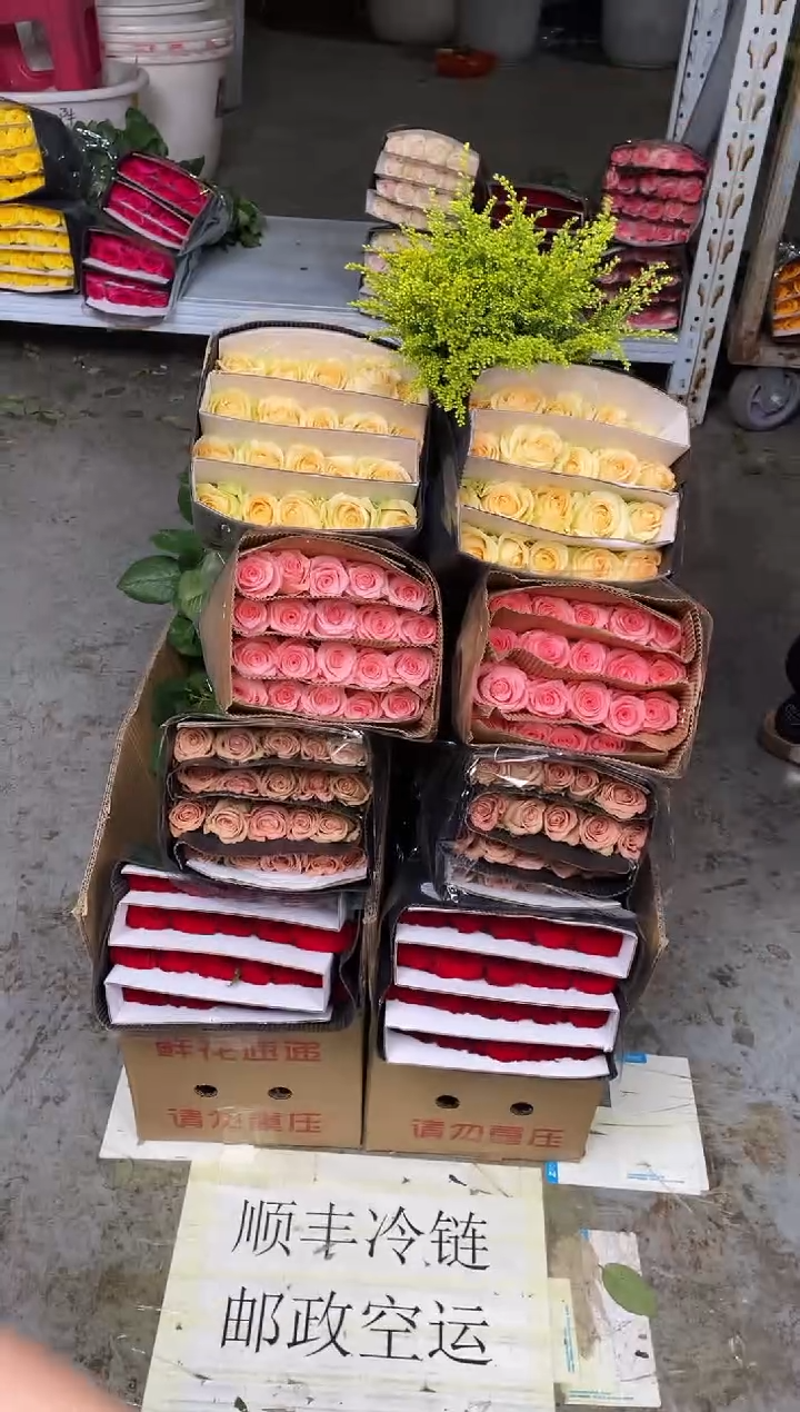 高原红20枝+卡布20枝+戴安娜20枝+香槟20枝+黄莺