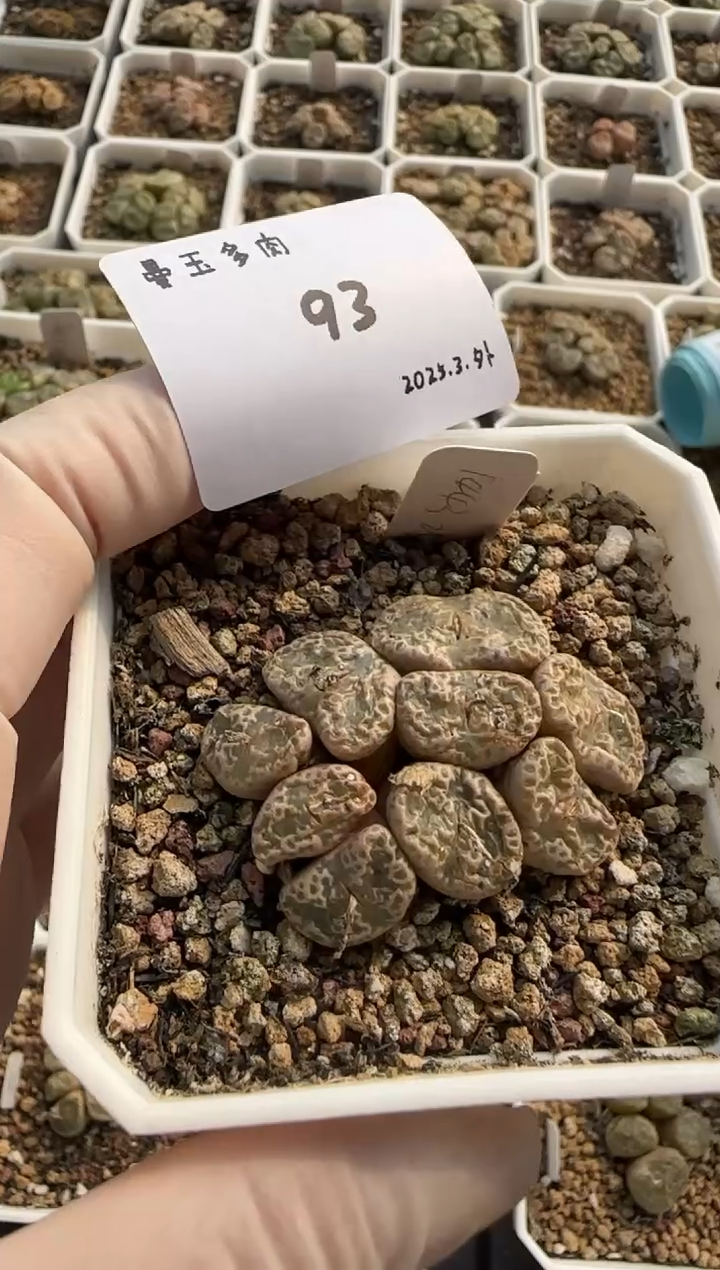 【闪购商品】3.8-93雪静儿