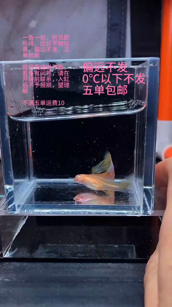 孔雀鱼孔雀鱼 07