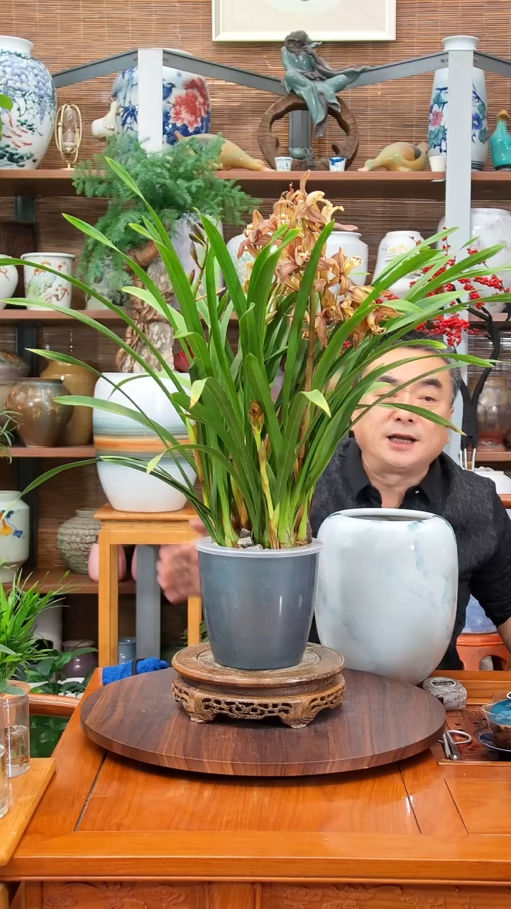 无花朵山**尔水之韵水培黄金香兰