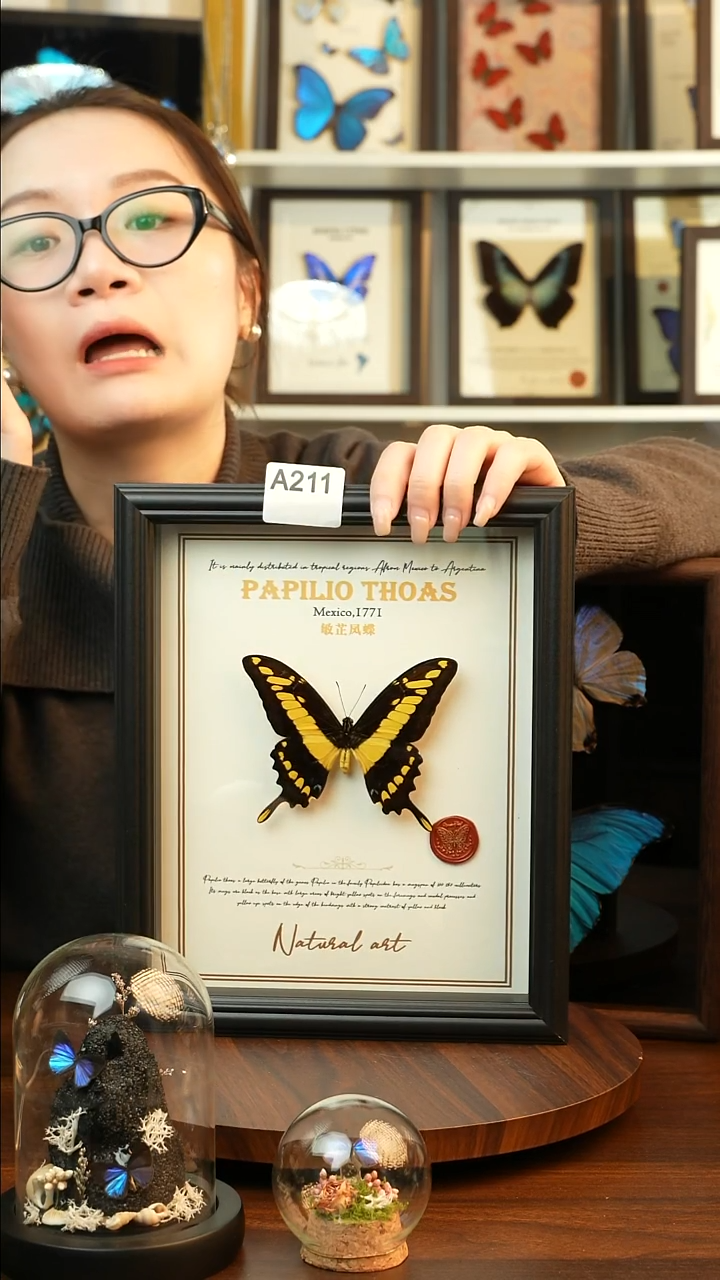 敏芷凤蝶-英文（10寸欧式黑框）A211