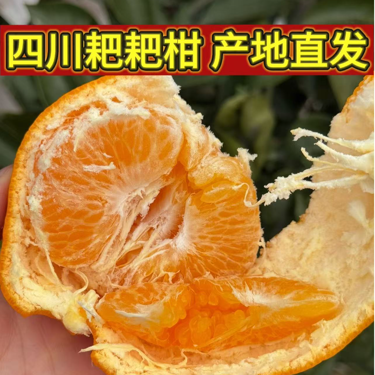 【坏果包赔】正宗四川浦江耙耙柑新鲜采摘果园直发颗颗分明粒粒爆汁