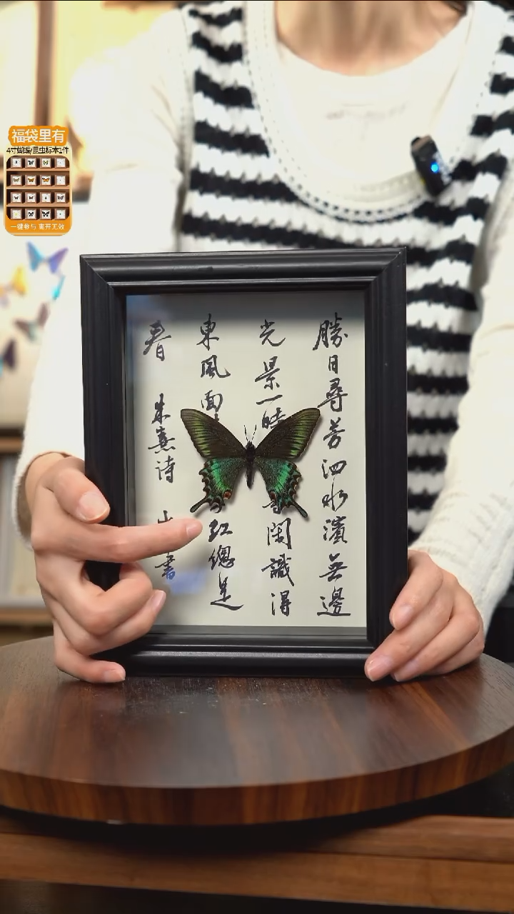 绿带翠凤蝶春型7寸书法款