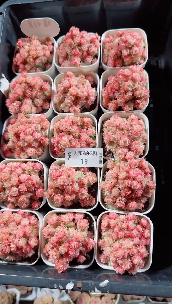 0104-13多肉量拍任意发一颗群生不包整