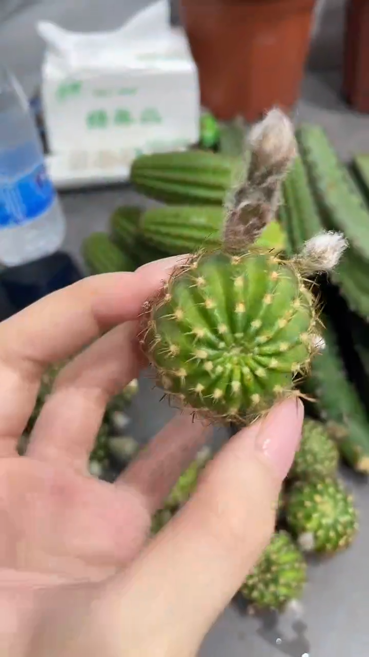 新品丽花 黄玫瑰 侧芽