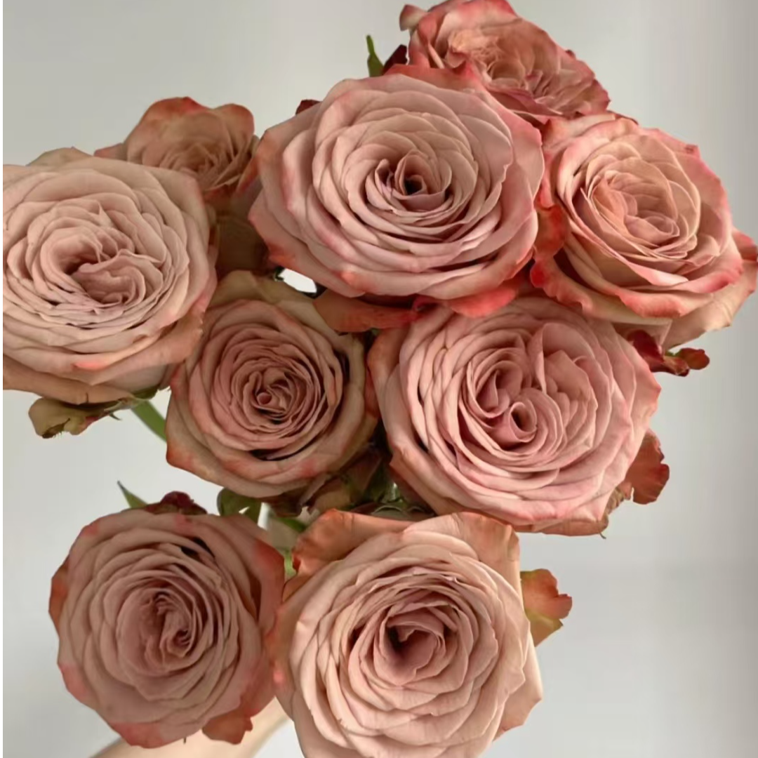 【顺丰包邮】 卡布奇诺玫瑰复古色玫瑰水养鲜切花教师节礼物