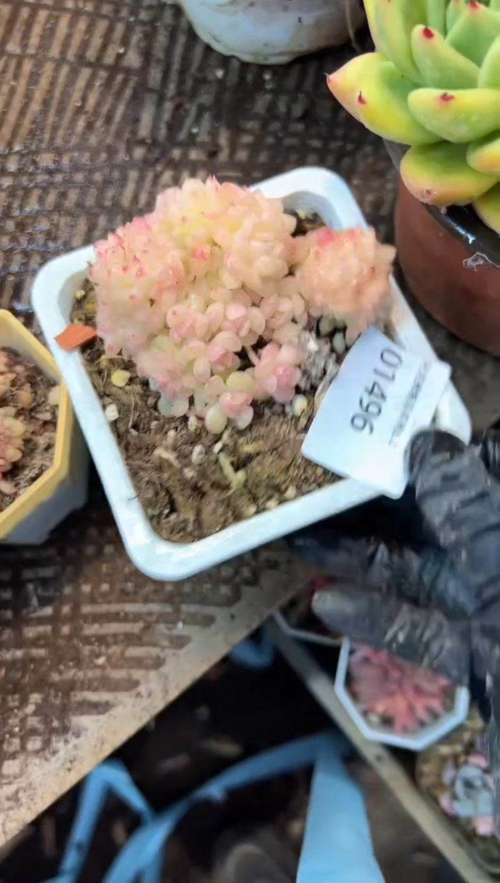 右**风多肉植物一物一拍01496