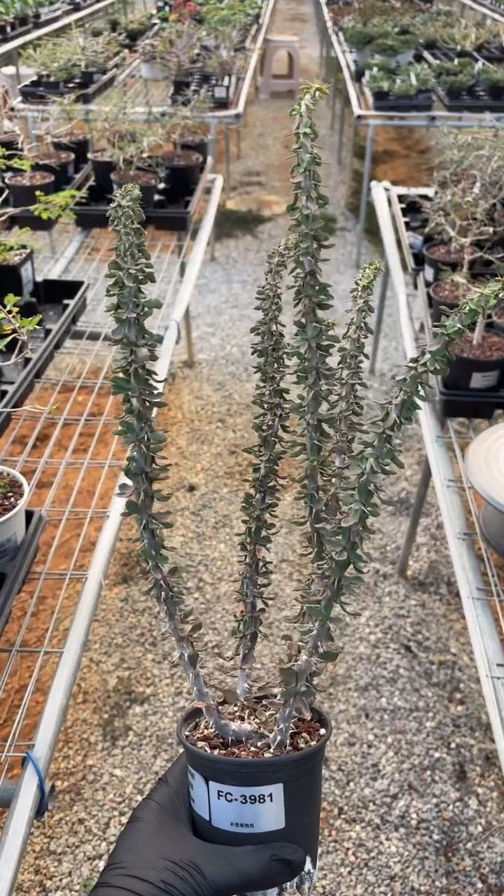 聚叶贝哈兰FC-3981