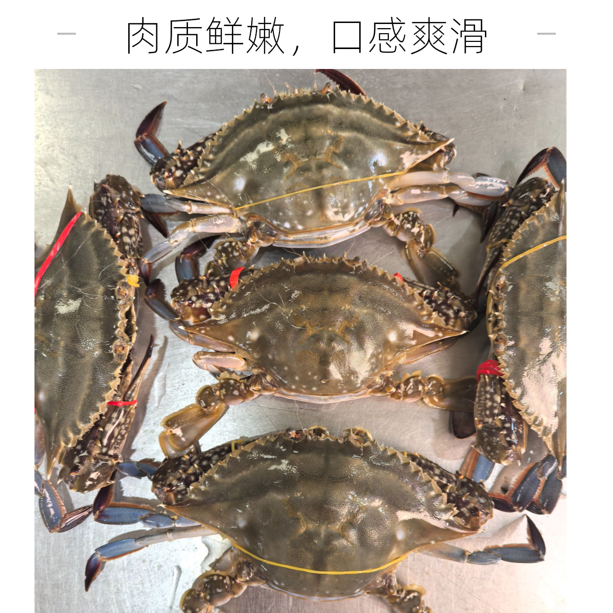 【保鲜不保活】带黄梭子蟹 母蟹4-5两一斤两只左右