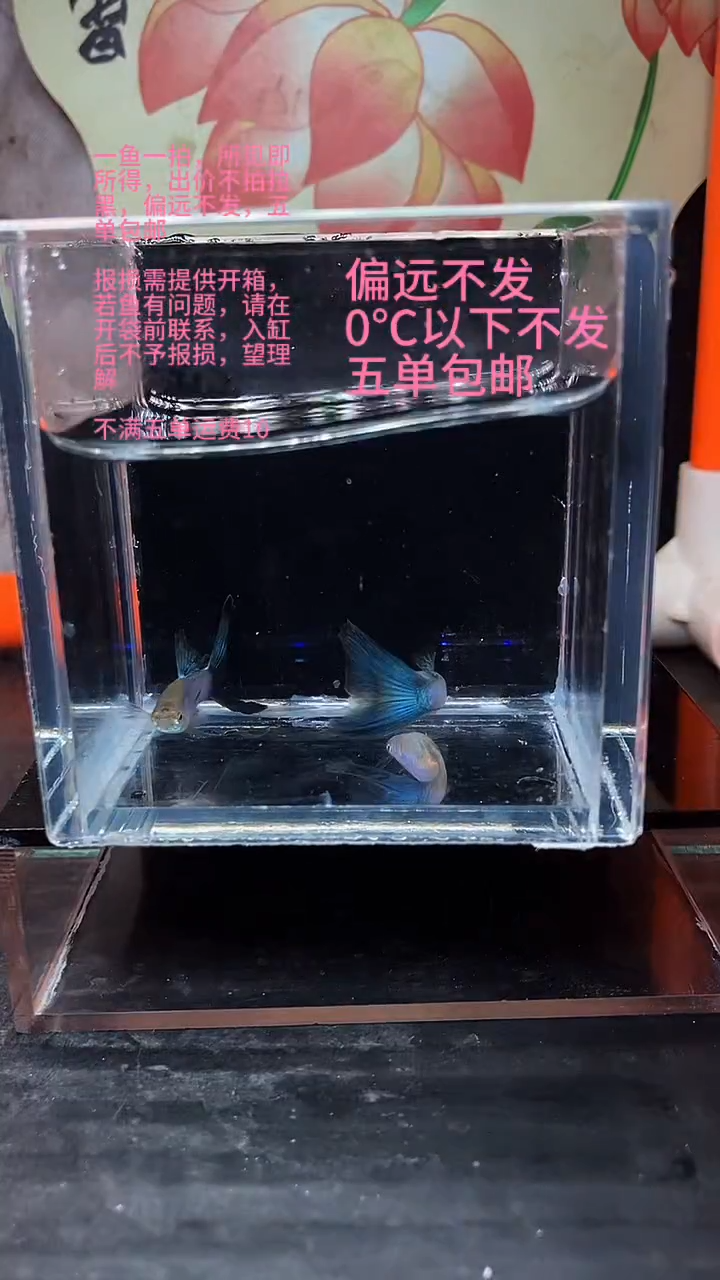 海水鱼孔雀鱼 17