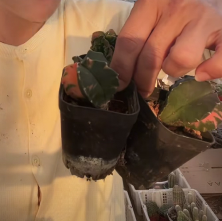 二妹园艺【 3颗  指定小鸾凤玉  】脱土随机发货