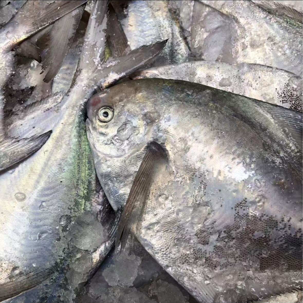 东海野生白鲳鱼海鲜银鲳鱼3-5两一条 到手净重3斤