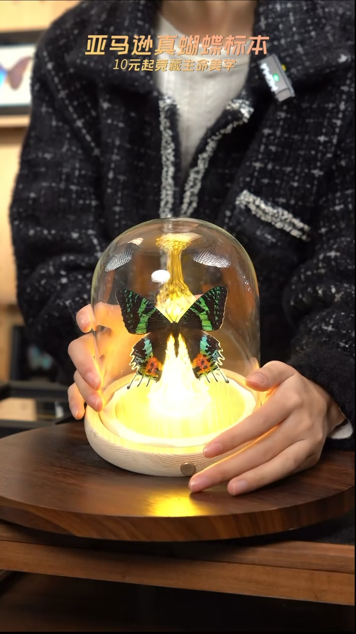 太阳蛾圣诞灯玻璃罩款