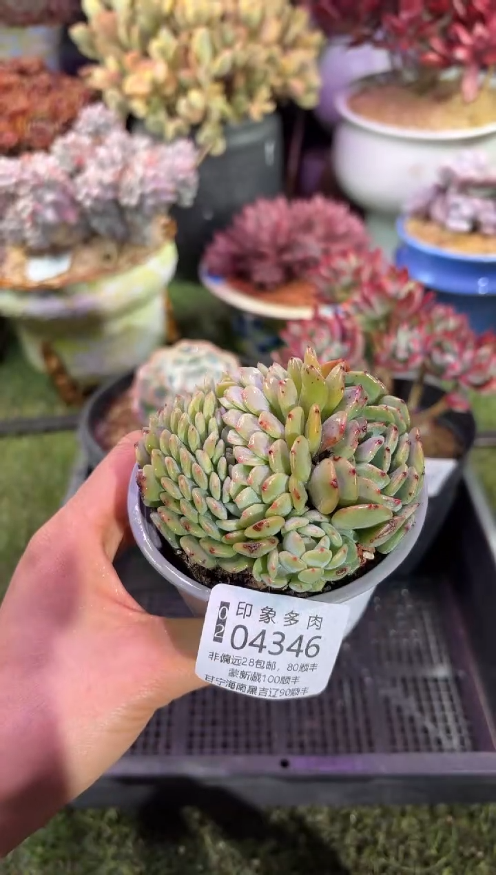 【闪购商品】04346