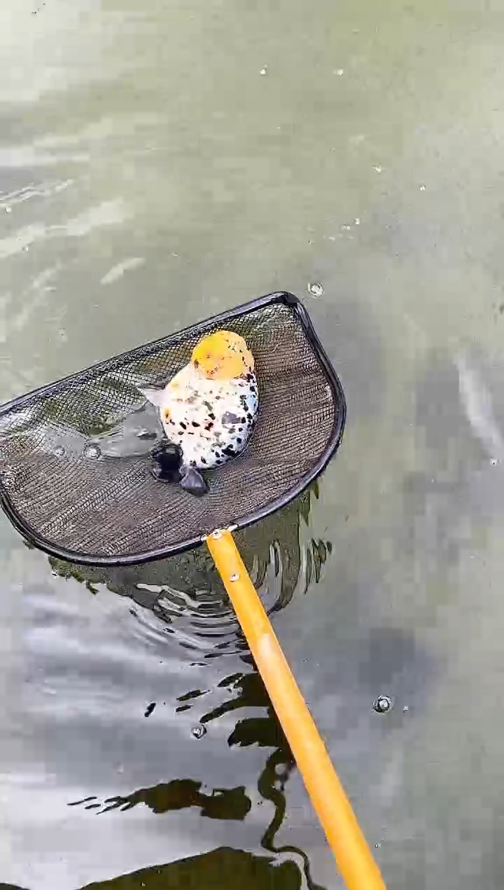 金鱼枯**?水娃娃渔场兰寿观赏鱼 不包邮