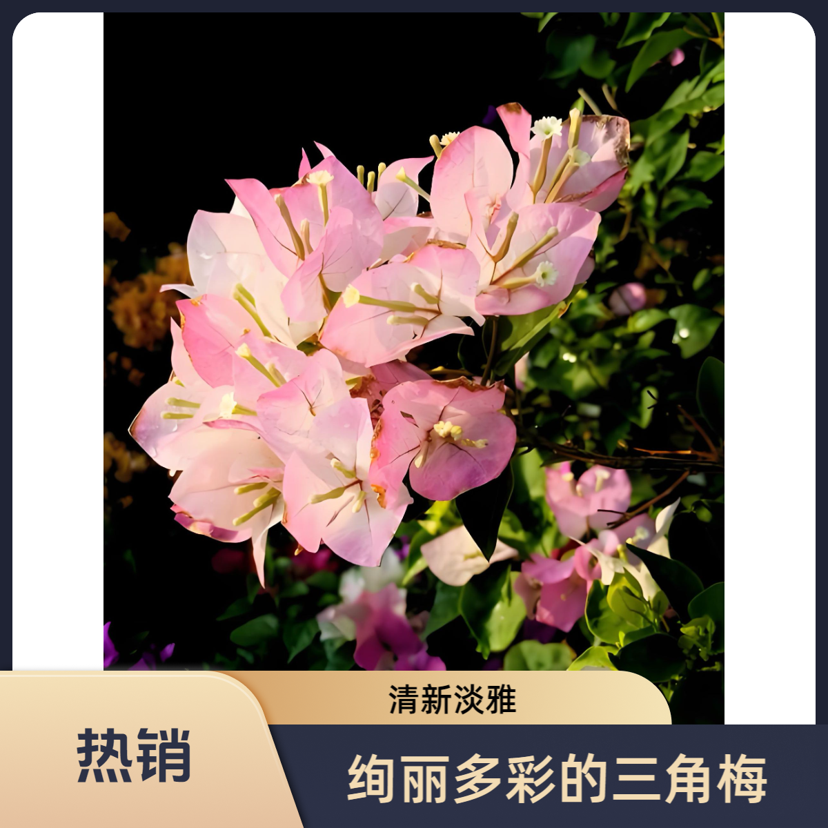 三角梅【一物一拍】高飘老桩四季勤开花阳台庭院好养植物 包邮发货